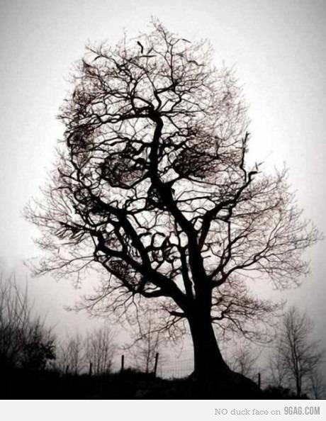 skulltree
